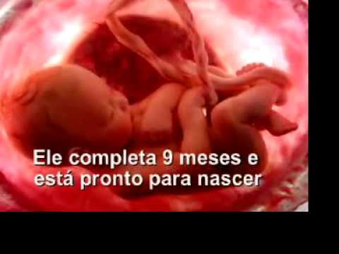 Fetal Development