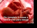 Fetal Development Fetal Development