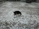 Hemi in the Snow