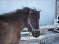 My Icelandic Horses My Icelandic Horses