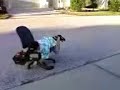 Spinning in a chair with a leaf-blower, hilarious Spinning in a chair with a leaf-blower, hilarious