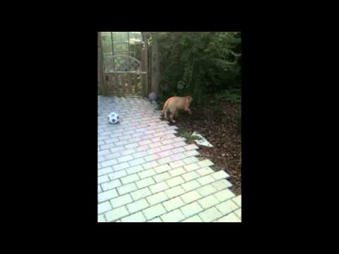 bullmastiff