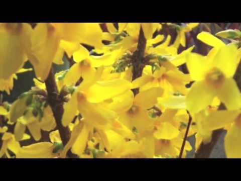 how to replant forsythia
