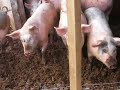 Bullen uffar på grisar Bullen uffar på grisar