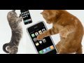 iPhone 3.0 for Kitteh's (6.18.09 - Day 49)