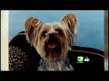 Burglars Steal Dog