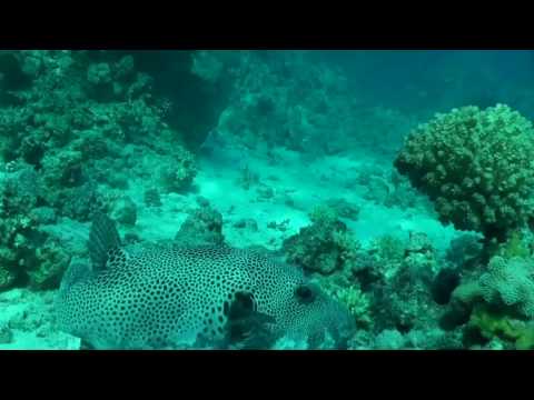 Смотреть видео