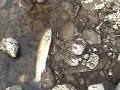 Dropback Steelhead on the Salmon River