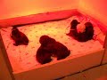 Pups Starting to Walk