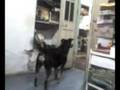 Perro que ladra es que quiere comer!!!
