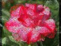 Graft Adenium Double Flowers