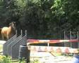 A Video of Free Jumping. 1.40m