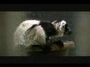 Sacramento Zoo - Lemur Babies 1 Month Old
