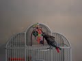 peyton-dancing-the-bongo-bird.html