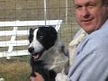 Eddie Rescue Border Collie Adopt DarnFar.com
