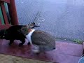 cat and rabbit love