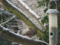 Starling  ~ Christmas snow & winter birds ~ UK December 2009