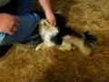 skeet dancing