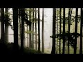 xenomorph - dexterous convolutions
