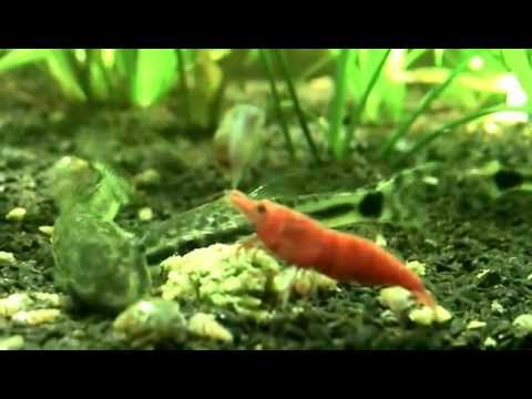 how to grow algae for otocinclus