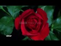The Emotions + Flowers +(Blumen)