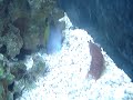 another preying video