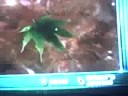 Theres a pot-leaf in Pikmin 2.