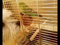 My dog playin with budgie