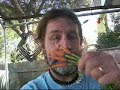 Carrot update Carrot update