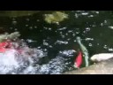 Koi Pond on Pleasant St.