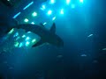 dubai mall acquarium inside.MOV