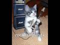 videos de chistes chistosos XD