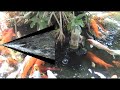 Koi _ ( healthy koi fish ! ) Koi _ ( healthy koi fish ! )