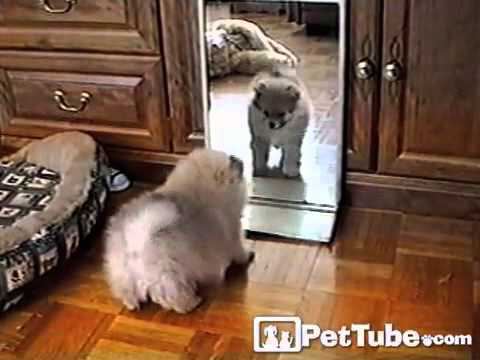 Видео 'Щенок перед зеркалом :)'