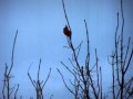 A Cardinal and Penny Exchanging Calls