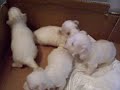 Cuccioli Maltese 3 Cuccioli Maltese 3