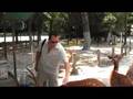 Feeding the voracious deer in Nara 奈良市