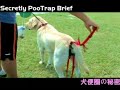 No more Pooper scooper ! Secretly PooTrap Brief (犬便圈の秘密)