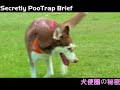 No more Pooper scooper ! Secretly PooTrap Brief (犬便圈の秘密)