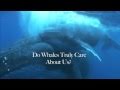 Douglas Carlton Abrams, Author of Eye of the Whale, Shares His Encounters With Humpback Whales