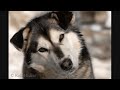 Huskies!!! Huskies!!!