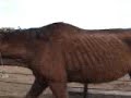 Starving Horses In Texas Starving Horses In Texas