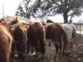 Starving Horses In Texas