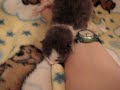 Little Stray Baby Kitten Is Hungry!  ~Part 2~