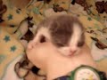 Little Stray Baby Kitten Is Hungry!  ~Part 2~