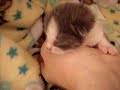 Little Stray Baby Kitten Is Hungry!  ~Part 2~