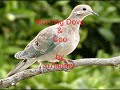 Read the Holy Bible (KJV) with audio! Click link here; godsletter.com This is a short video of an animated mourning dove standing on a branch and it's coo. www.revski.org