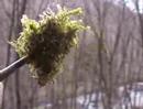 Where from came moss