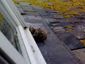 Baby Seagull