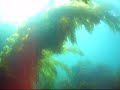 Sunny day of diving in the kelp Sunny day of diving in the kelp